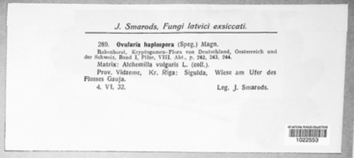 Ovularia haplospora image